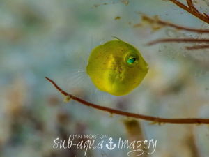 Very rare Juvenile Diamond Filefish. Taken at super macro... by Jan Morton 
